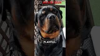 Why You Should Get a Rottweiler (Not What You’ve Heard)