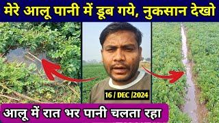 मेरा आलू खेत पानी में डूब गया  कितना नुकसान हुआ देखकर बताओं  // real farmer education #aalu