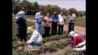 Vidadi Ismayilov zehmetkesh ulduzlar, Selim Abbasov Celilabad 1-ci hisse