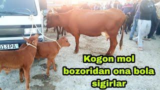 Kogon mol bozoridan ona bola sigirlar narxlari 28/08/2022