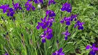 Siberian iris (Iris sibirica) update, 5/20/2022