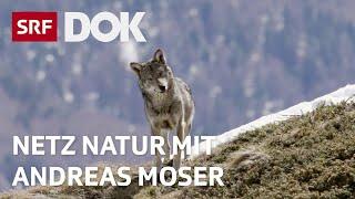 Erklärungen zum Wolf | NETZ NATUR mit Andreas Moser | DOK | SRF Wissen