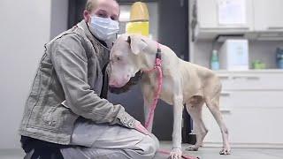 After Years of Neglect and Giving Birth, This Dog Cries When Shown Kindness