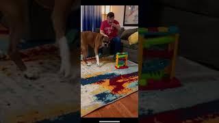 Brandon Boost Bites