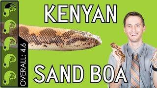 Kenyan Sand Boa, The Best Pet Snake?