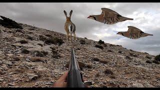 TAVŞAN ve KEKLİK AVI-6, Tavşan Beş fişekte zor düştü,Chukar hunting, Hare hunting, partridge hunting