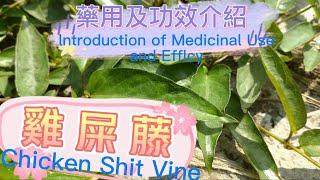 雞屎藤草藥介紹Chicken Shit Vine #草藥#青草#野草