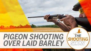 The Shooting Show - Decoying over laid barley, early season reds and pest control with an airgun