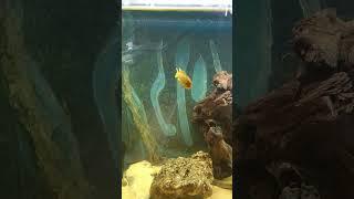 Msobo Magunga Cichlid 🪾🫧 #aquarium #fishtank #akvaryum #aquascape #malawicichlids #malawi #balık