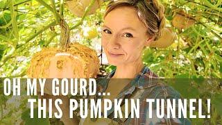 OH MY GOURD--it's a pumpkin tunnel harvest!