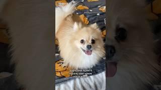 Что общего у МОЛИ🪰и ШПИЦА? #pomeranian #шпиц #померанскийшпиц #смешныеживотные #немецкийшпиц