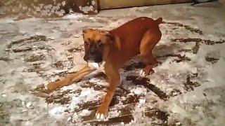 Boxer Dogs are Awesome