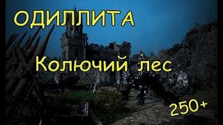 Black Desert Online Одиллита Новые споты Колючий лес