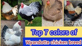 Top 7 colors of wyandotte chicken breed | wyandotte chicken colors | wyandotte chicken in India