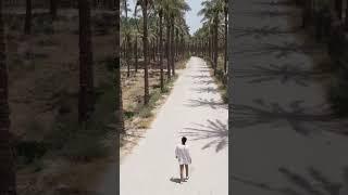 Walking Among 4 millions Palm Trees!