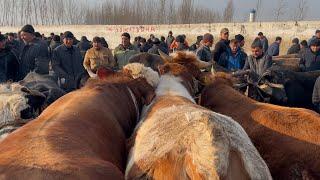 Yozyovon mol bozori semiz boqma va yosh buqalar narhlari bilan tanishing 5.03.2025yil