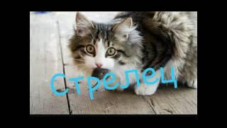 Гороскоп какой Ты Кот