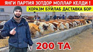 ХУСНИДДИН АКА 200 ТА ЯНГИ ПАРТИЯ ЗОТДОР МОЛЛАР КЕЛДИ ТУ́ЛИК ВИДЕО !!! ХОРАЗМ БОЗОР