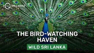 Birds Of Sri Lanka | So Sri Lanka