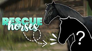 RESCUING HORSES  The Rift Wild Horse Rescue