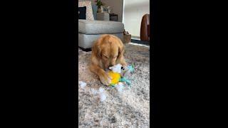 Getting my dogs unlimited toys #goldenretriever #dog #UTCpartner