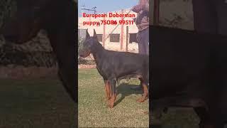 European Doberman puppy 75086 99511