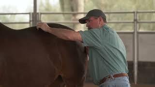 The Masterson Method Releasing Tension Hind End Horse