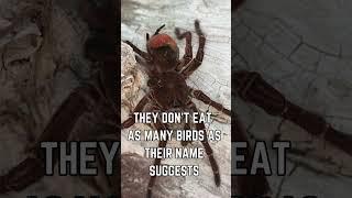 ️ Meet the Goliath Birdeater: The World’s Largest Tarantula! 