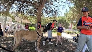 Cash 2.0 Great Dane visits Pan Pacific Park in Los Angeles 3