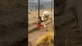 Lion vs dog love story funny # short # random boy 55