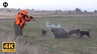 HOW HUNTERS AND FARMERS DEAL WITH MILLIONS OF WILD BOARS USING HUNTING DOGS. #hunting #wildboars