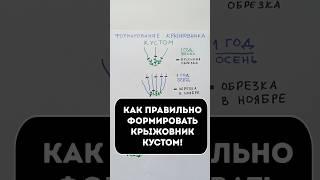 Как правильно формировать крыжовник кустом #сад #огород #крыжовник #дачныйсовет #дача