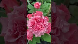 Японская Роза «Коралл Желе» Каталог rozi-yulii.ru #саженцы #розы #rose #цветы