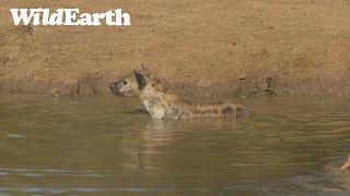 A hyena afternoon swim!