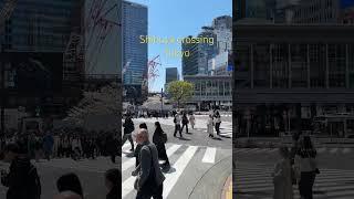 #travel #myjapan #shibuya #tokyo best place to be !