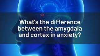 What is the difference between the amygdala and the cortex in anxiety?