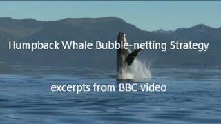 Humpback whale bubble-netting strategy