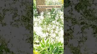 РАЗНООБРАЗИЕ ПОЧВОПОКРОВНИКОВ В МОЁМ САДУ!