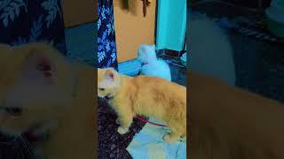 #my #cat #like #shortsviral #subscribe plz plz plz 