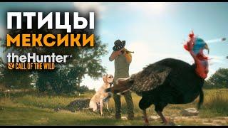 theHunter Call of the Wild - НА ПТИЦУ С СОБАКОЙ - Лабрадор ДЛС