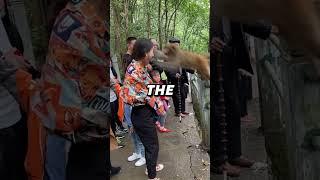 Tourists Under Siege: Mischievous Monkeys Attack Everywhere!
