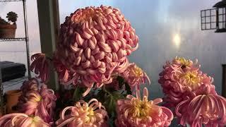 Heirloom chrysanthemum blooms in November!