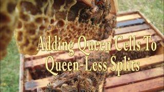 Splitting A Bee Hive And Adding Queen Cells