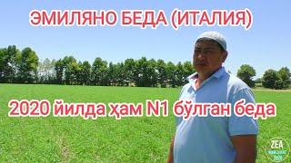 Беда уруғи Люцерна Alfalfa Эмиляно сотувда 993280080 #семена #уруг #сенаж #беда #люцерна #сенаж #дон