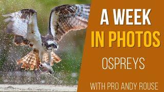 Pro Andy Rouse talks Ospreys at  high iso, slow mo, blurring wings and reflections on Sony A1 Mark 2