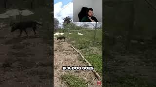 You Won't Believe What Dog Body Language Can Reveal