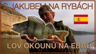 S Jakubem na rybách - lov okounů na Ebru // With Jakub fishing - perch fishing in Ebro (ENG CZ Sub)