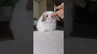 I LIKE U THE MOST #rabbit #animal #bunny #petbunny #cute #pet #cat #dog