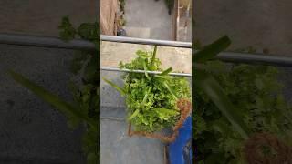 puthina#guava #sampangi #south #gardening #o