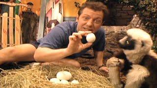 Zoboomafoo with the Kratt Brothers! EGGS | Full Episodes Compilation